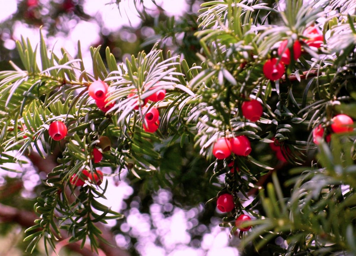 Тисс ягодный - Taxus baccata l
