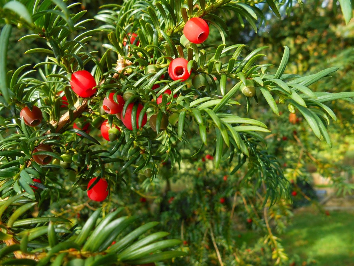 Тис ягодный (Taxus baccata David p9)