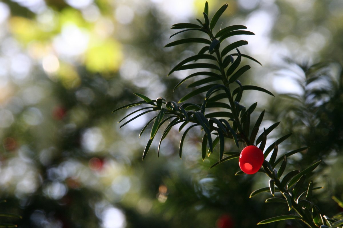 Yew Berry Daraxti