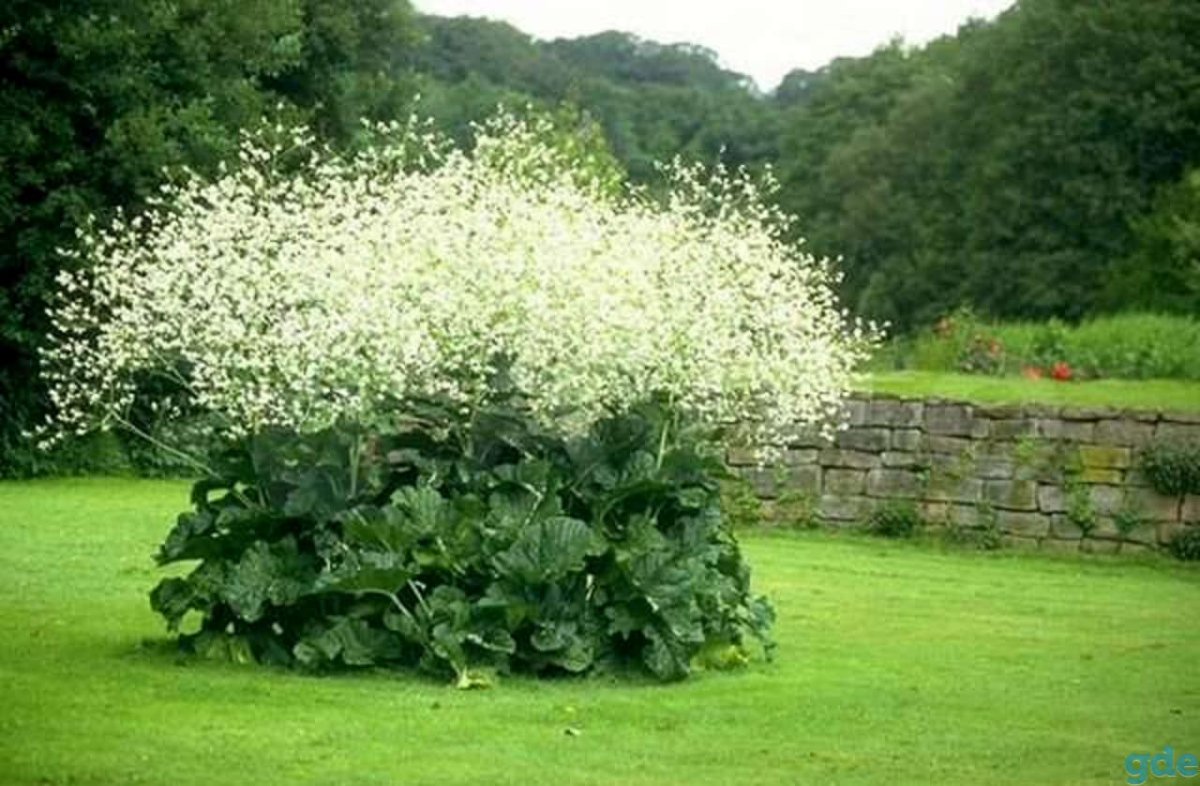 Катран Crambe cordifolia