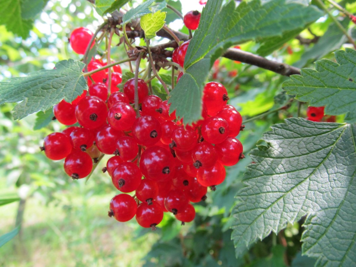 Смородина красная - ribes rubrum