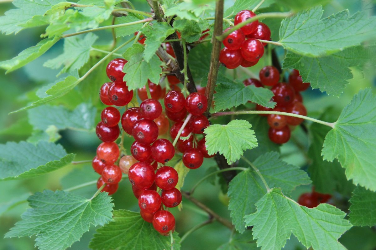 Смородина красная - ribes rubrum