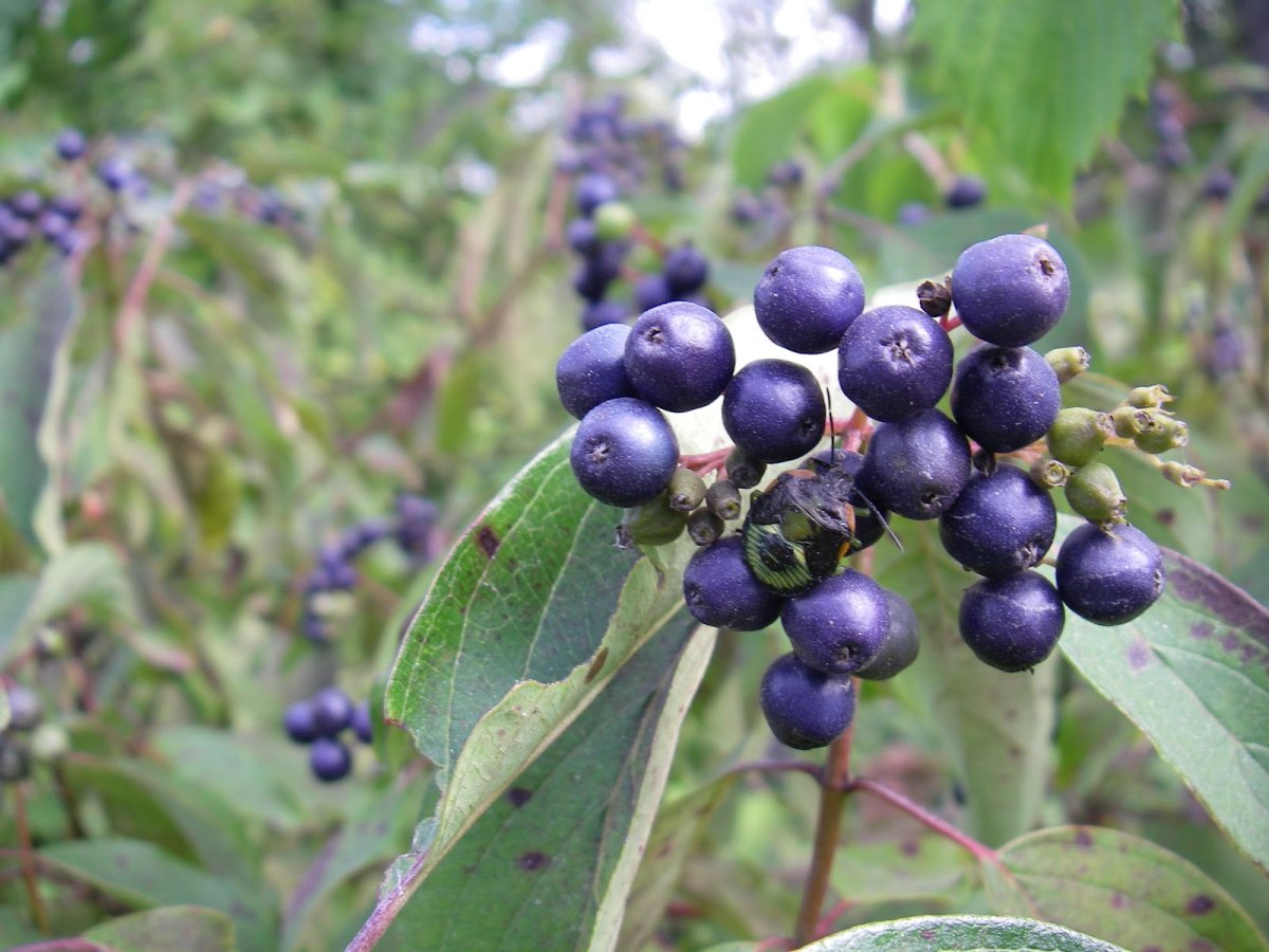 Cornus Amomum дерен душистый