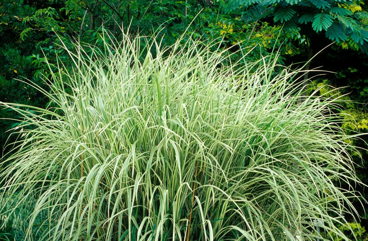 Miscanthus sinensis zebrinus вечнозелен,й