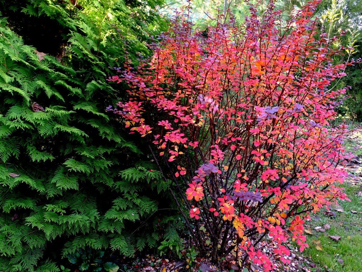 Berberis thunbergii в саду