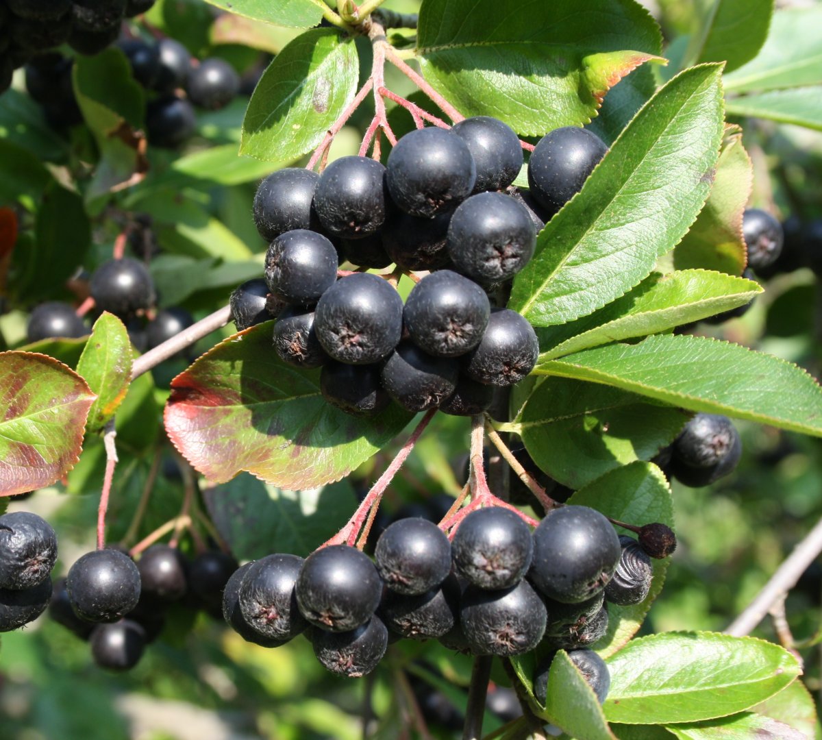 Арония черноплодная (Aronia melanocarpa)