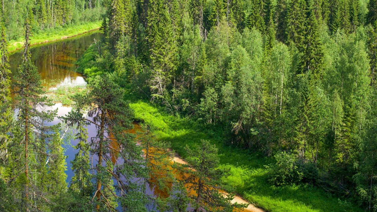 Пинежский заповедник тайги