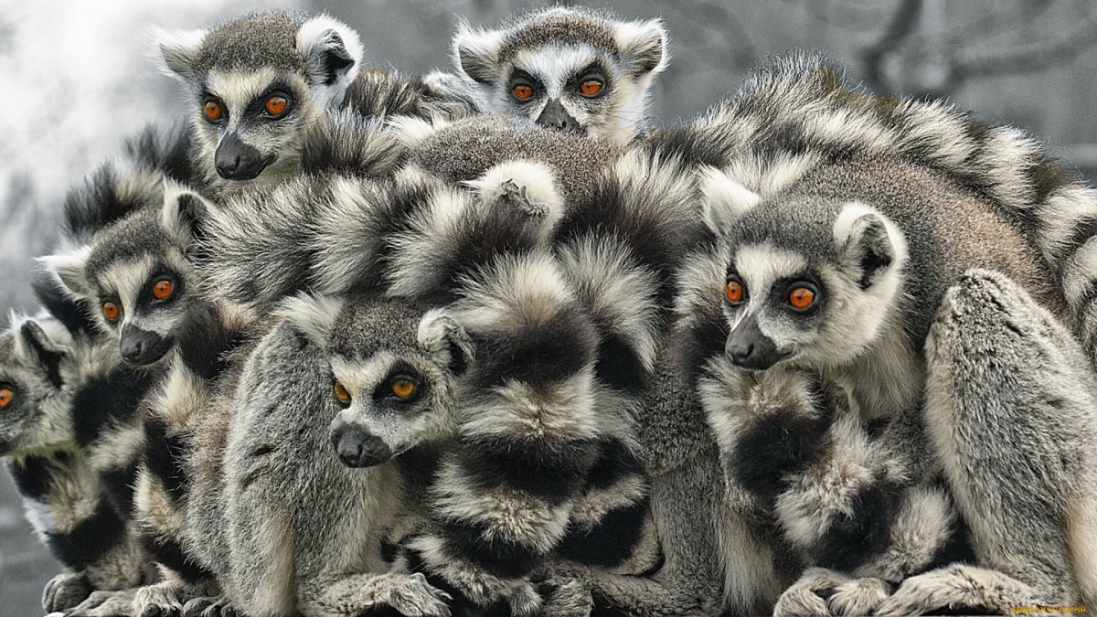 Кошачий лемур стая