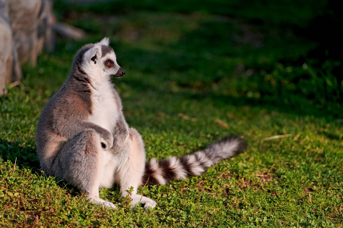 Кошачий лемур Лаура