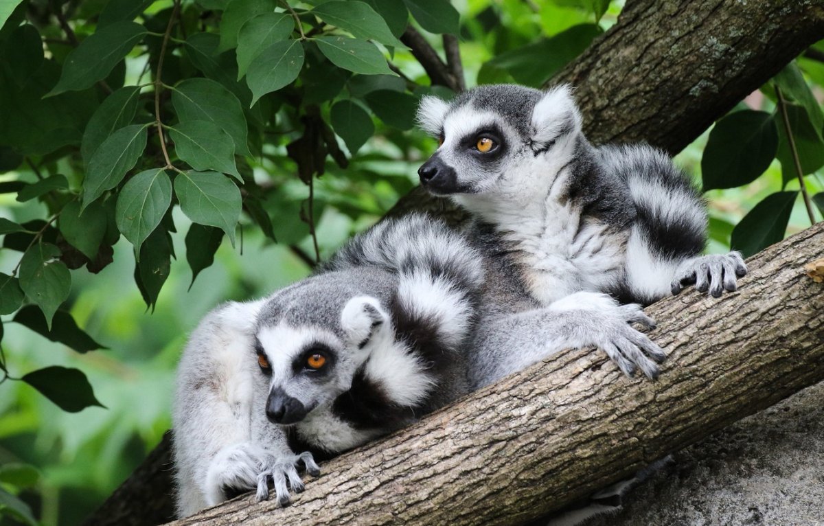 Кошачий лемур Мадагаскар
