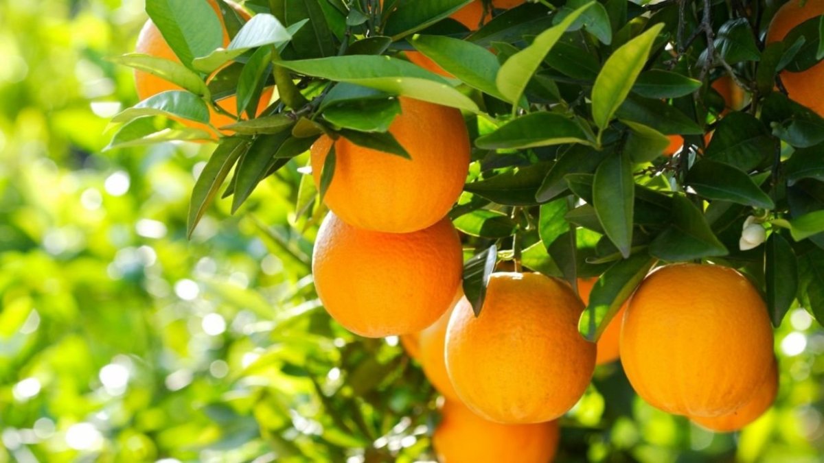 Апельсин (Citrus sinensis)