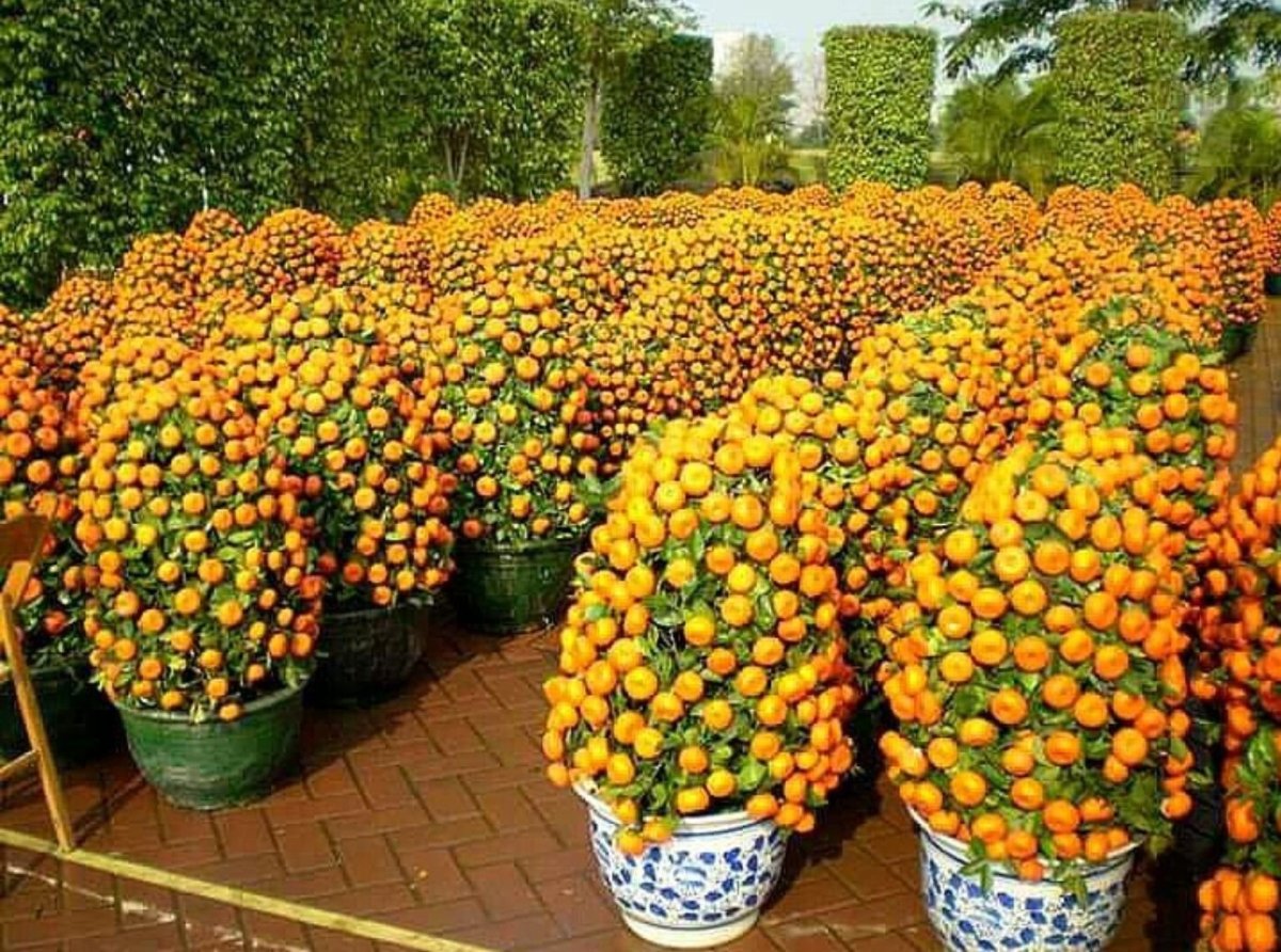 Колоновидные мандарины
