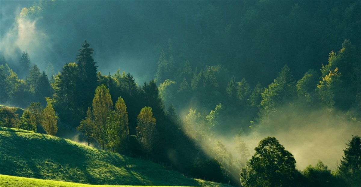 Природа лес