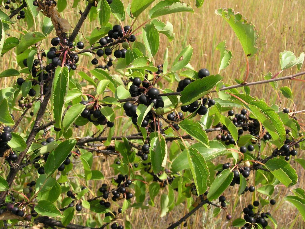 Крушина слабительная (Rhamnus cathartica)