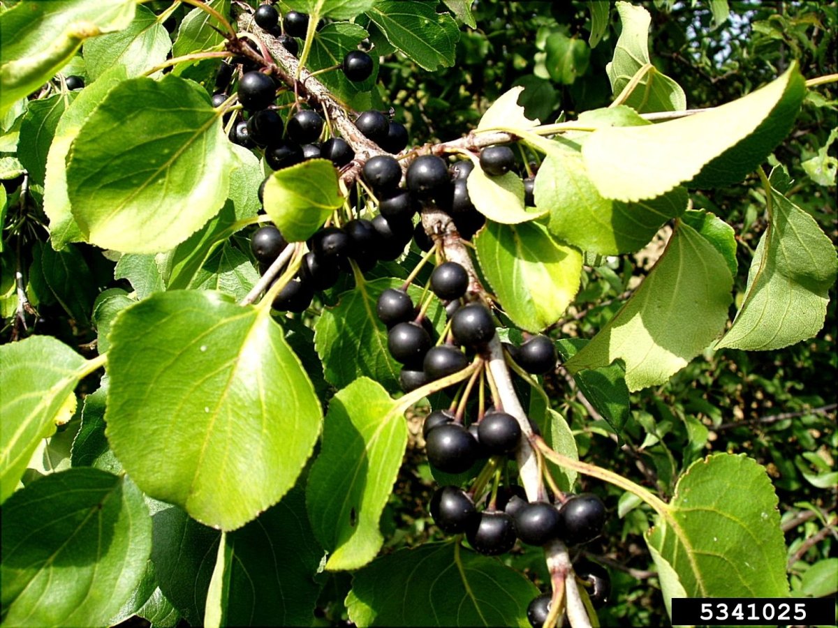 Жостер слабительный (Rhamnus cathartica)