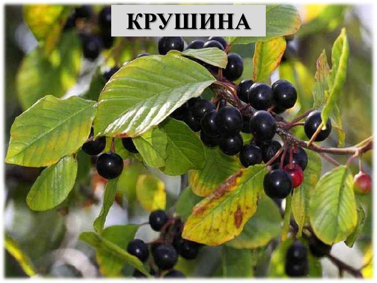 Крушина ломкая жостер