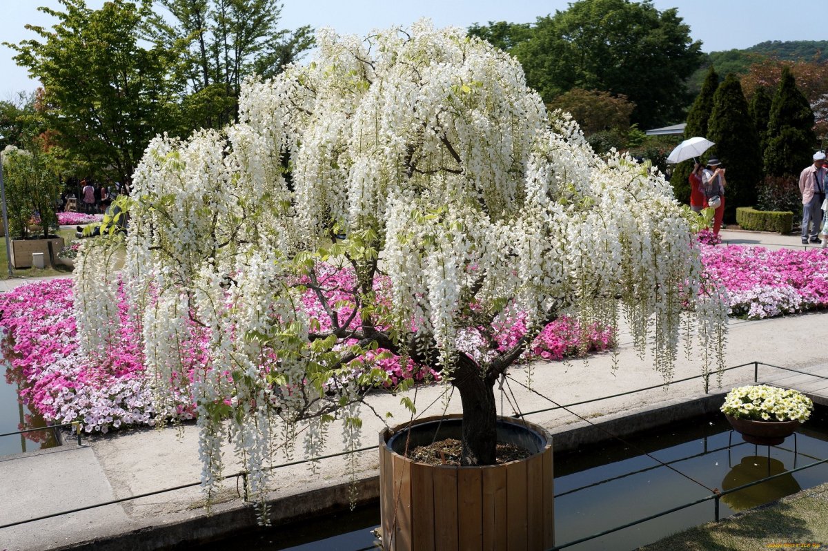 Кустарниковая Глициния (Wisteria frutescens)