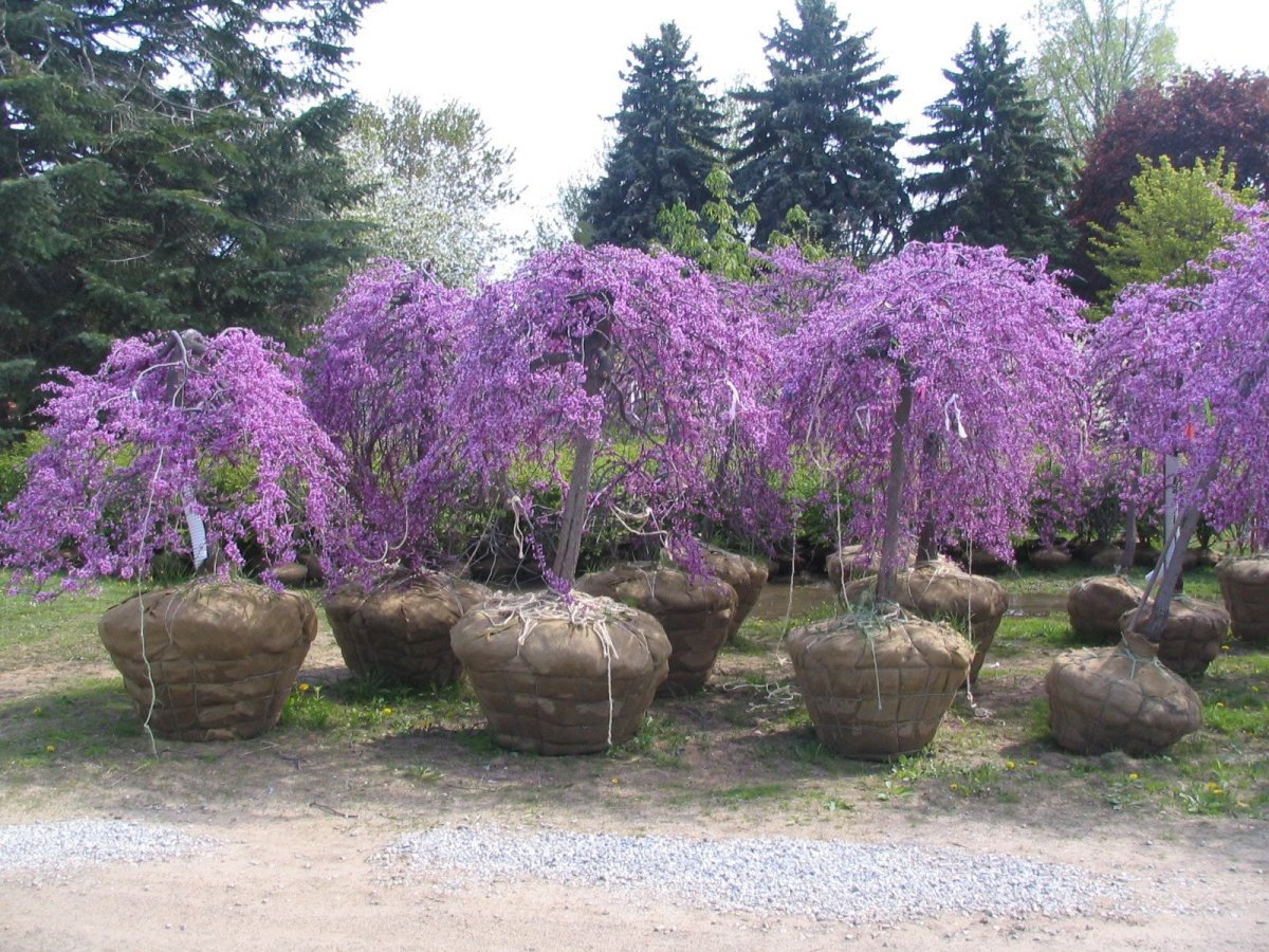 Cercis canadensis Lavender Twist