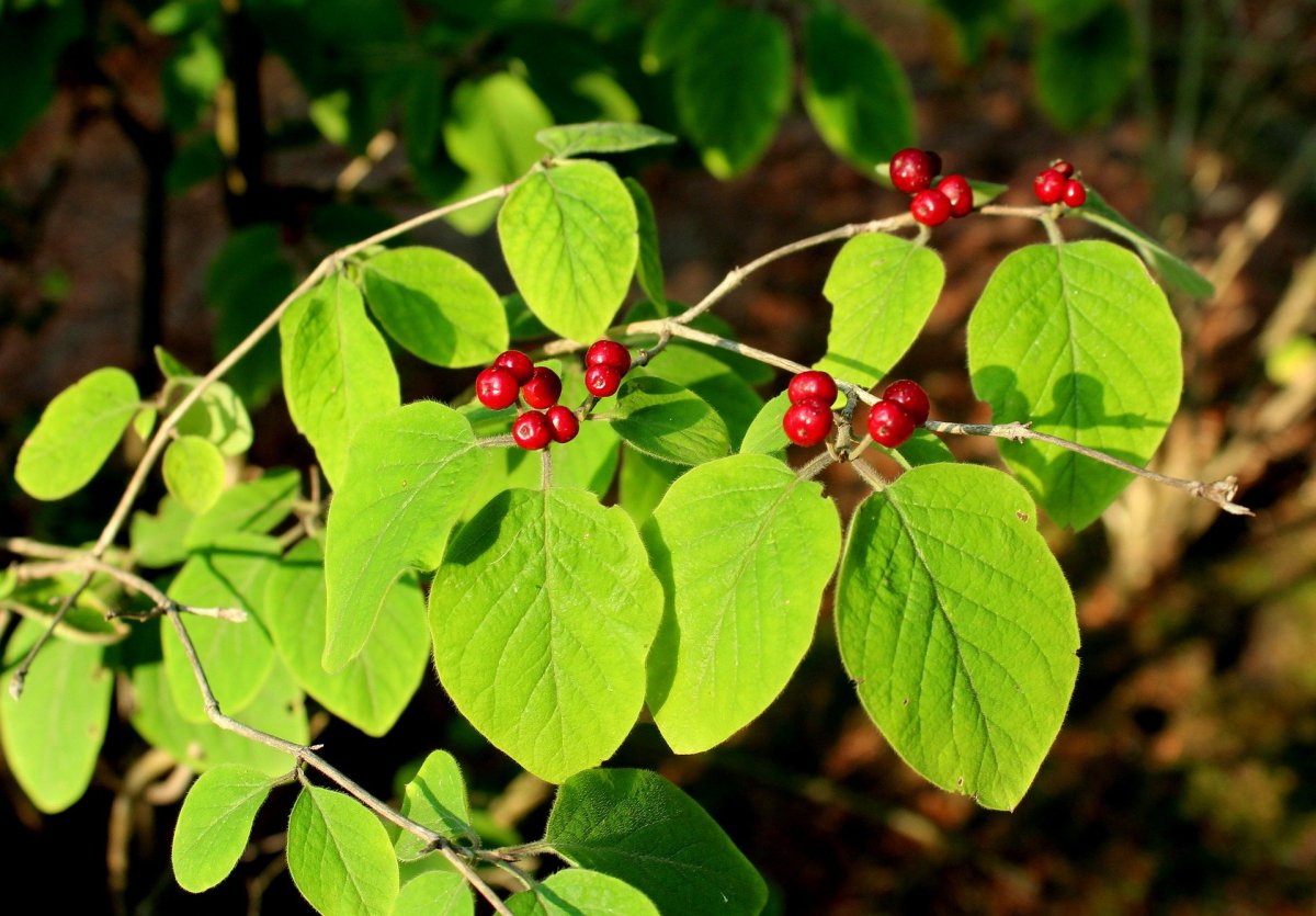 Жимолость Лесная-Lonicera xylosteum