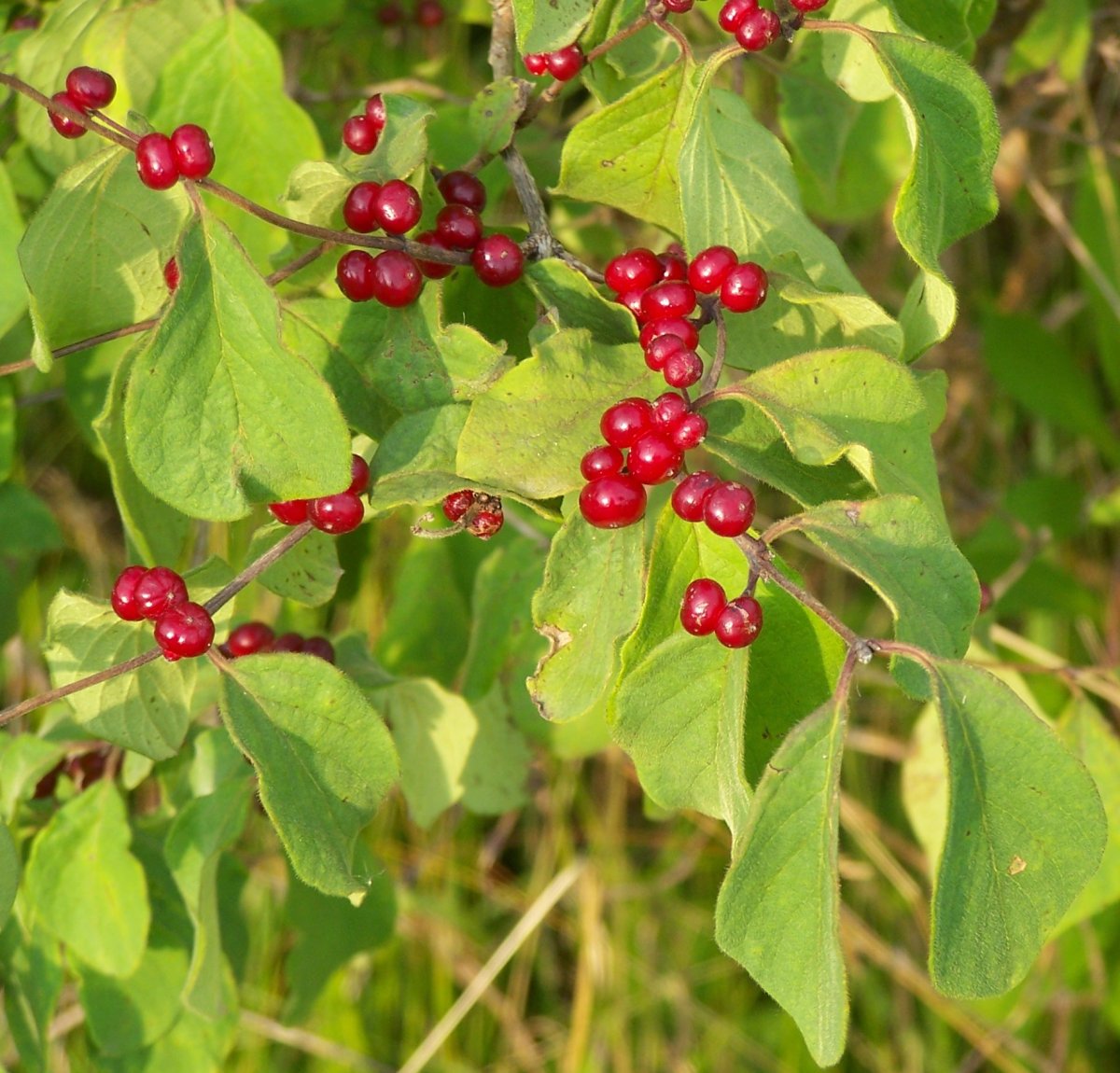 Жимолость обыкновенная (Lonicera xylosteum)