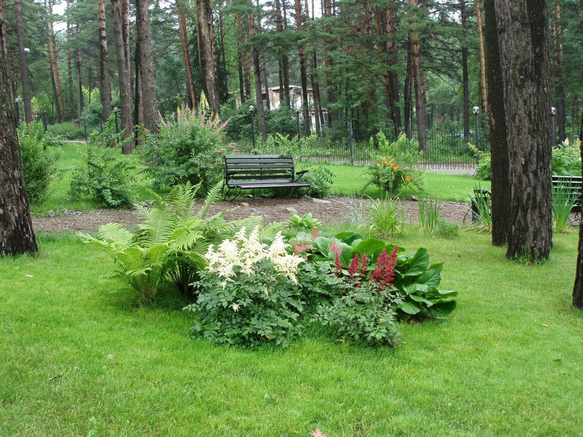 Миксбордер с березой