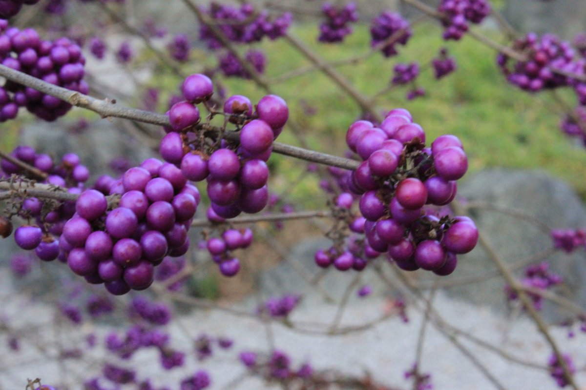Moon Berry grape