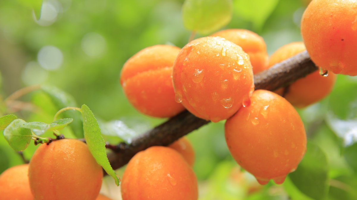 Абрикос обыкновенный (а. vulgaris lam.).