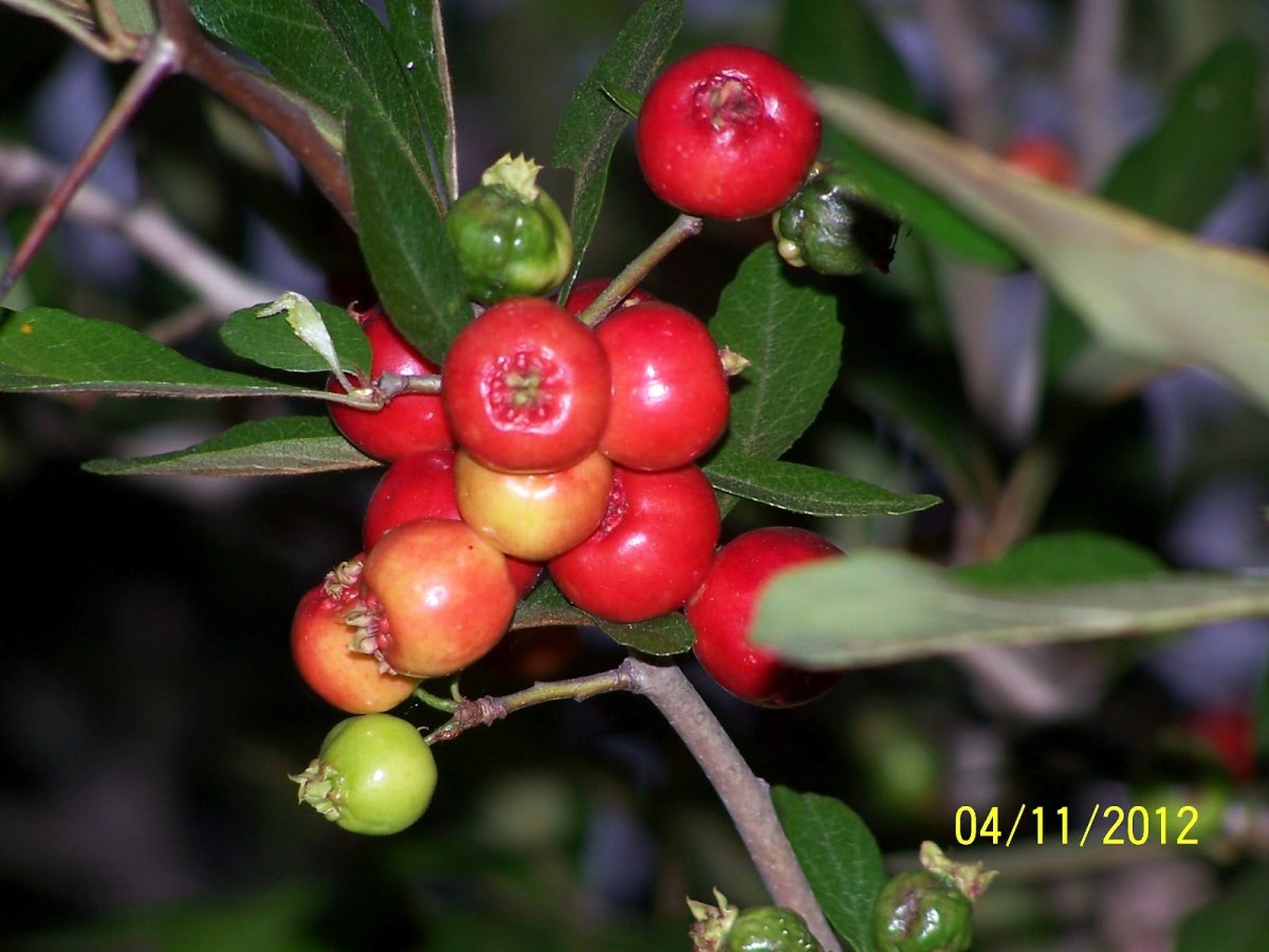Hawthorne Berry Армения