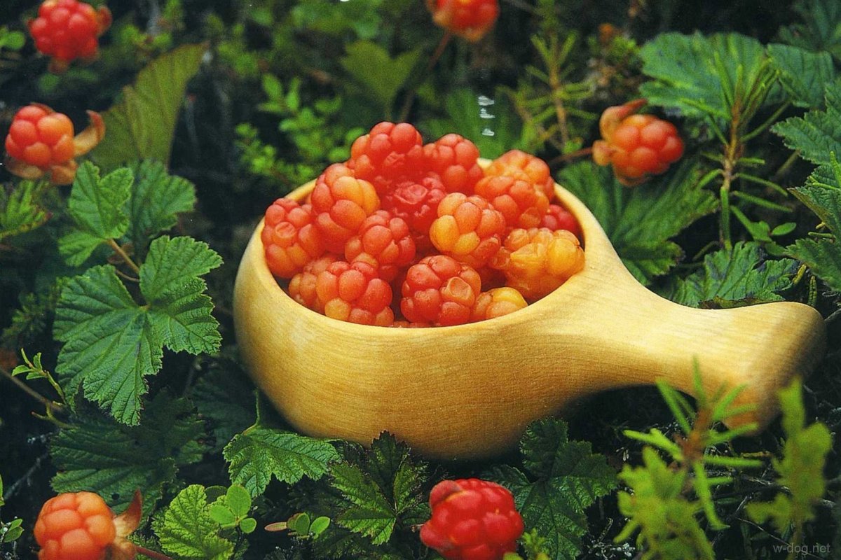 Северная ягода Морошка