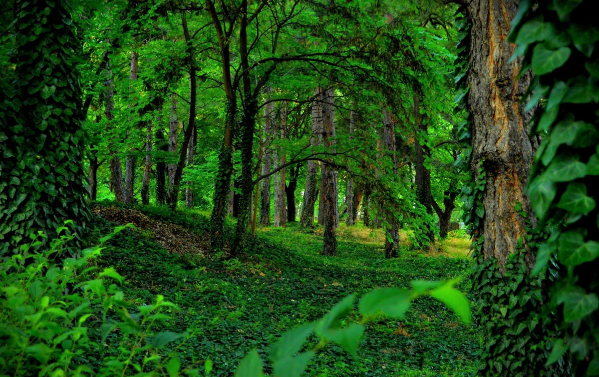 Зелень лес