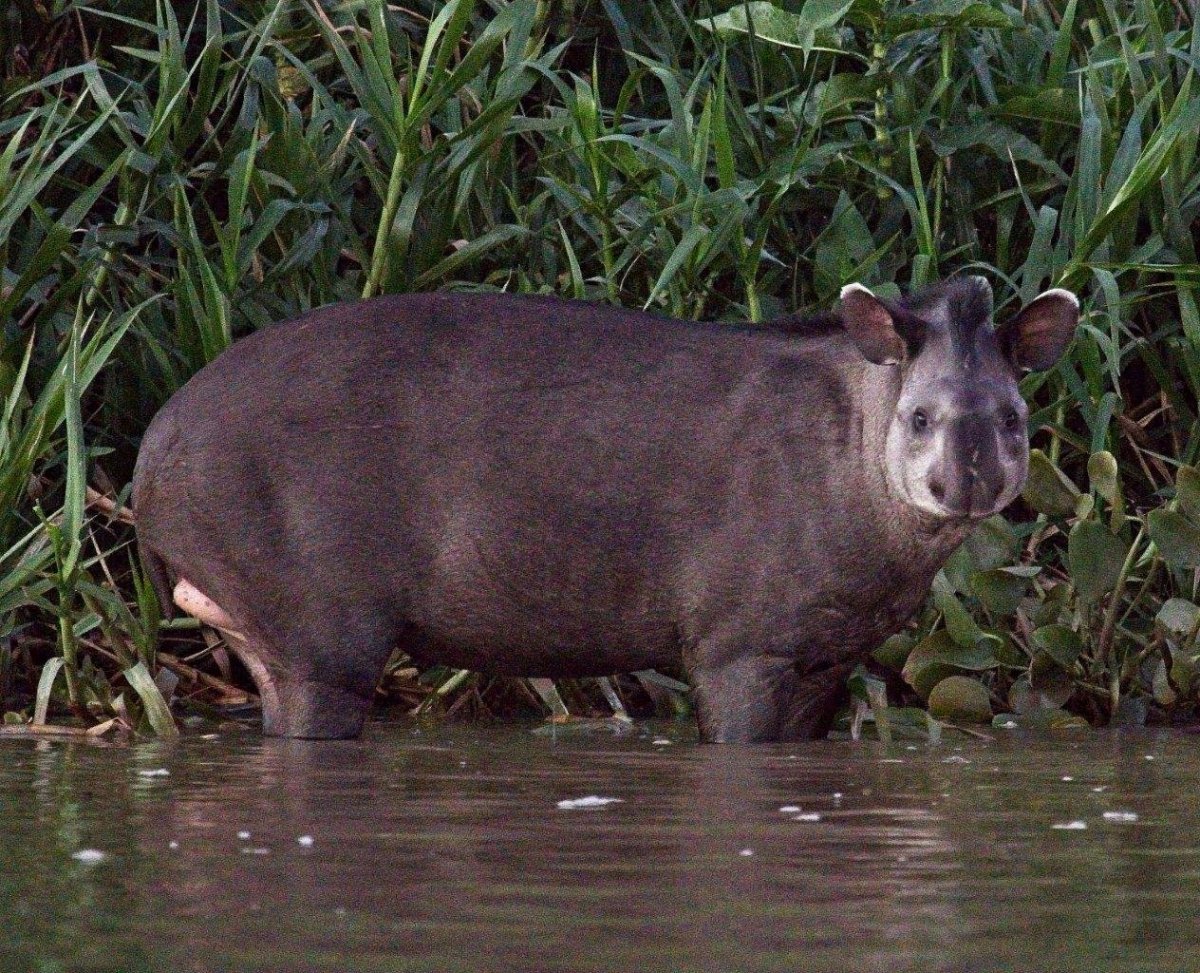 Tapirus kabomani