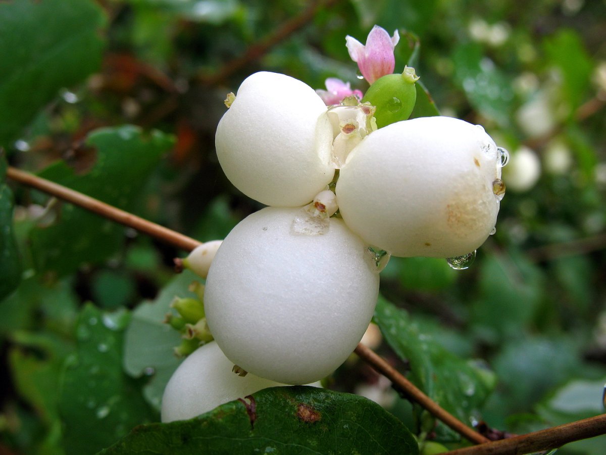 Снежноягодник (Symphoricarpos)
