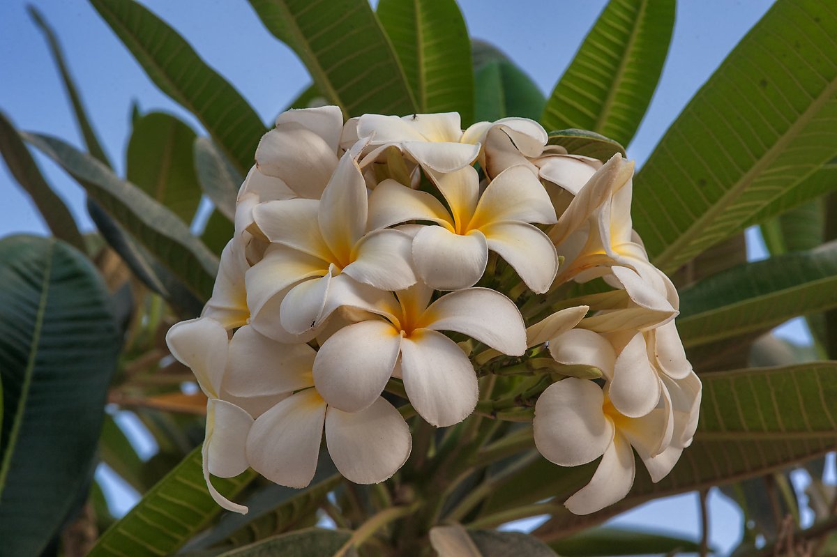 Plumeria Alba дерево