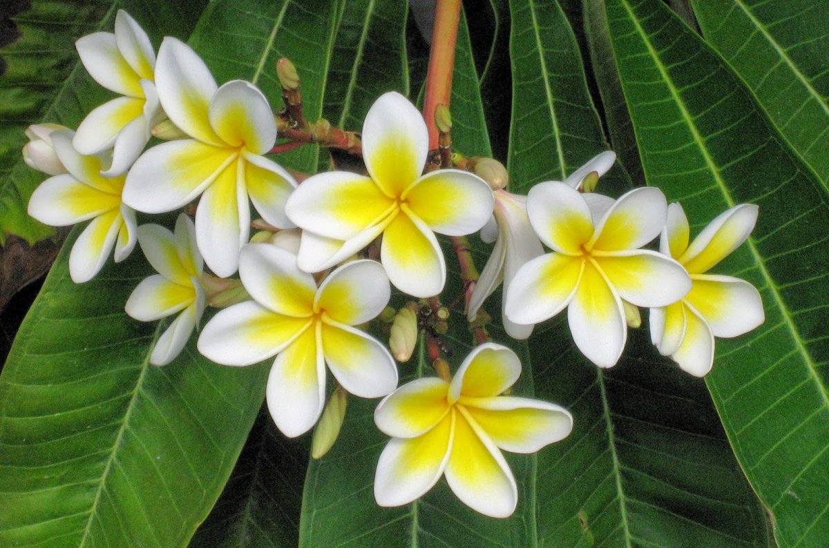 Плюмерия - Plumeria d17 h100