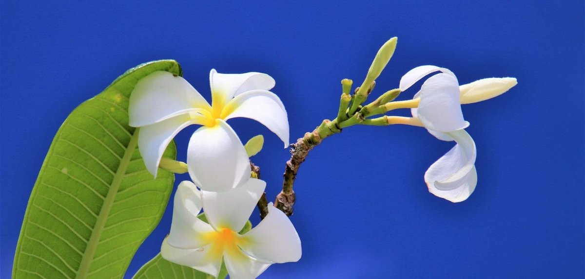 Plumeria Maldives цветок