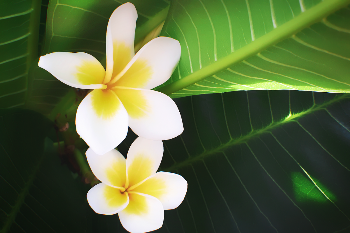 Жасмин Plumeria