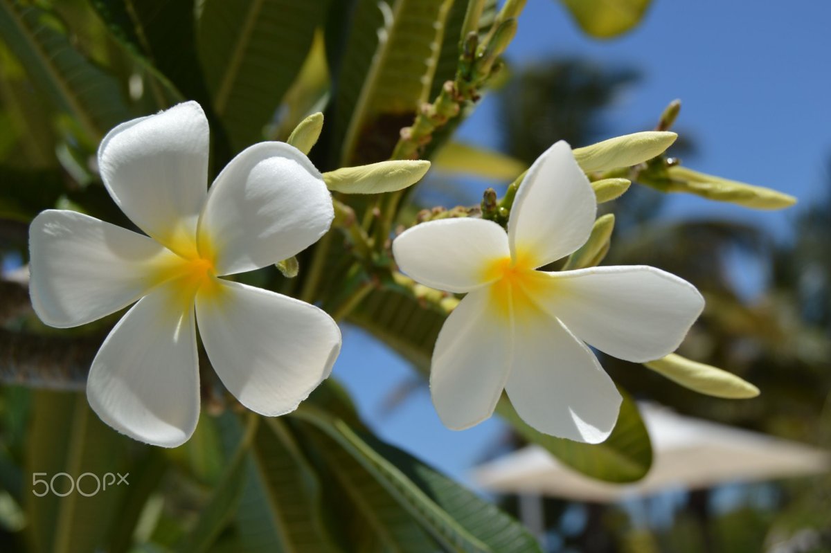 Summer Blossom