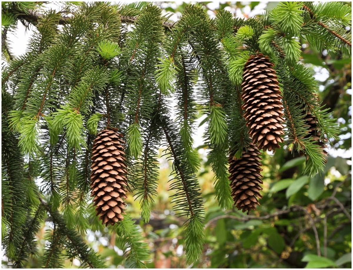 Ель европейская Picea Abies