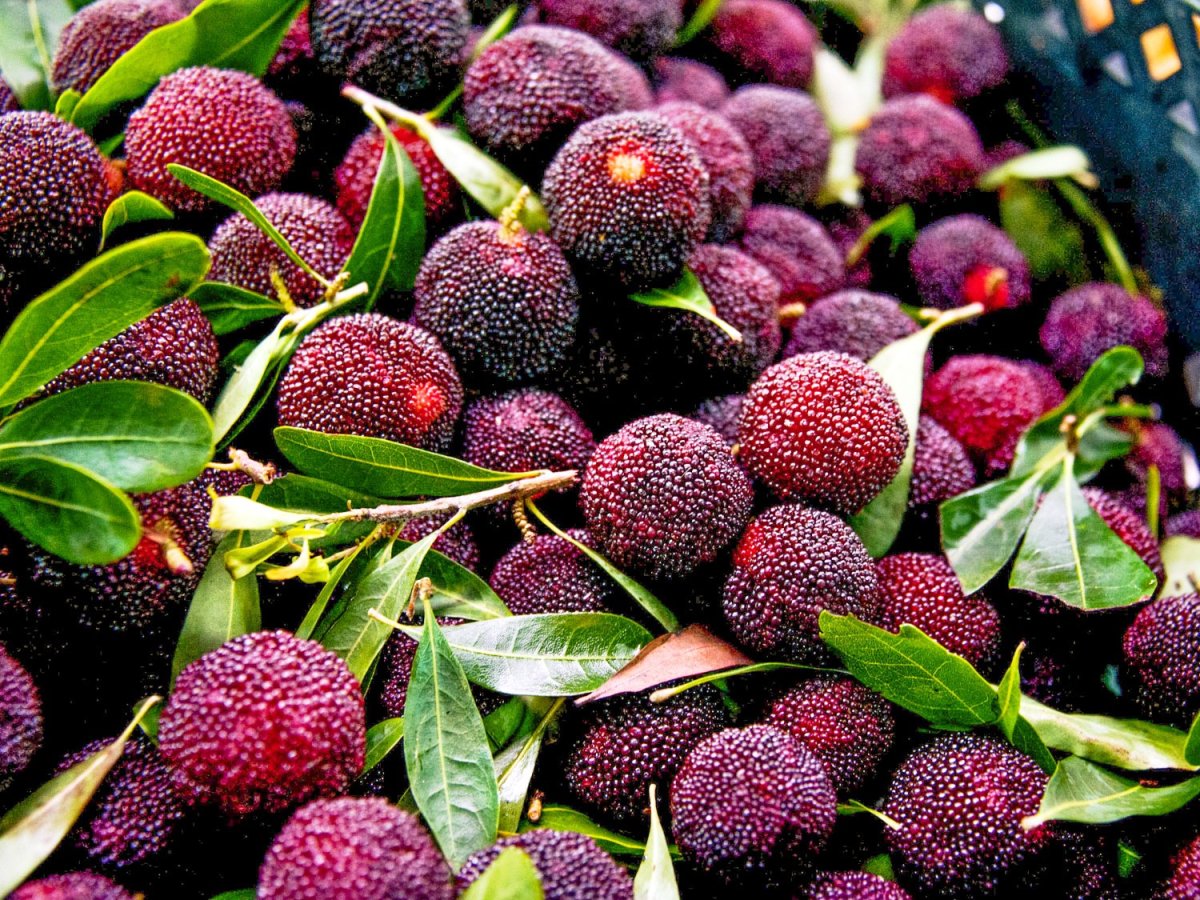 Восковница Myrica rubra