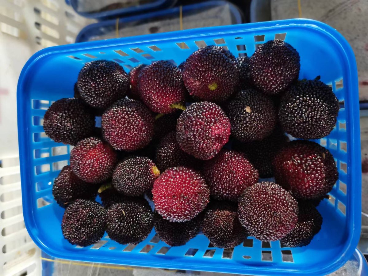 Waxberry