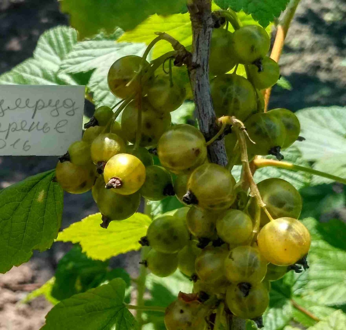 Смородина зеленоплодная Изумрудное ожерелье