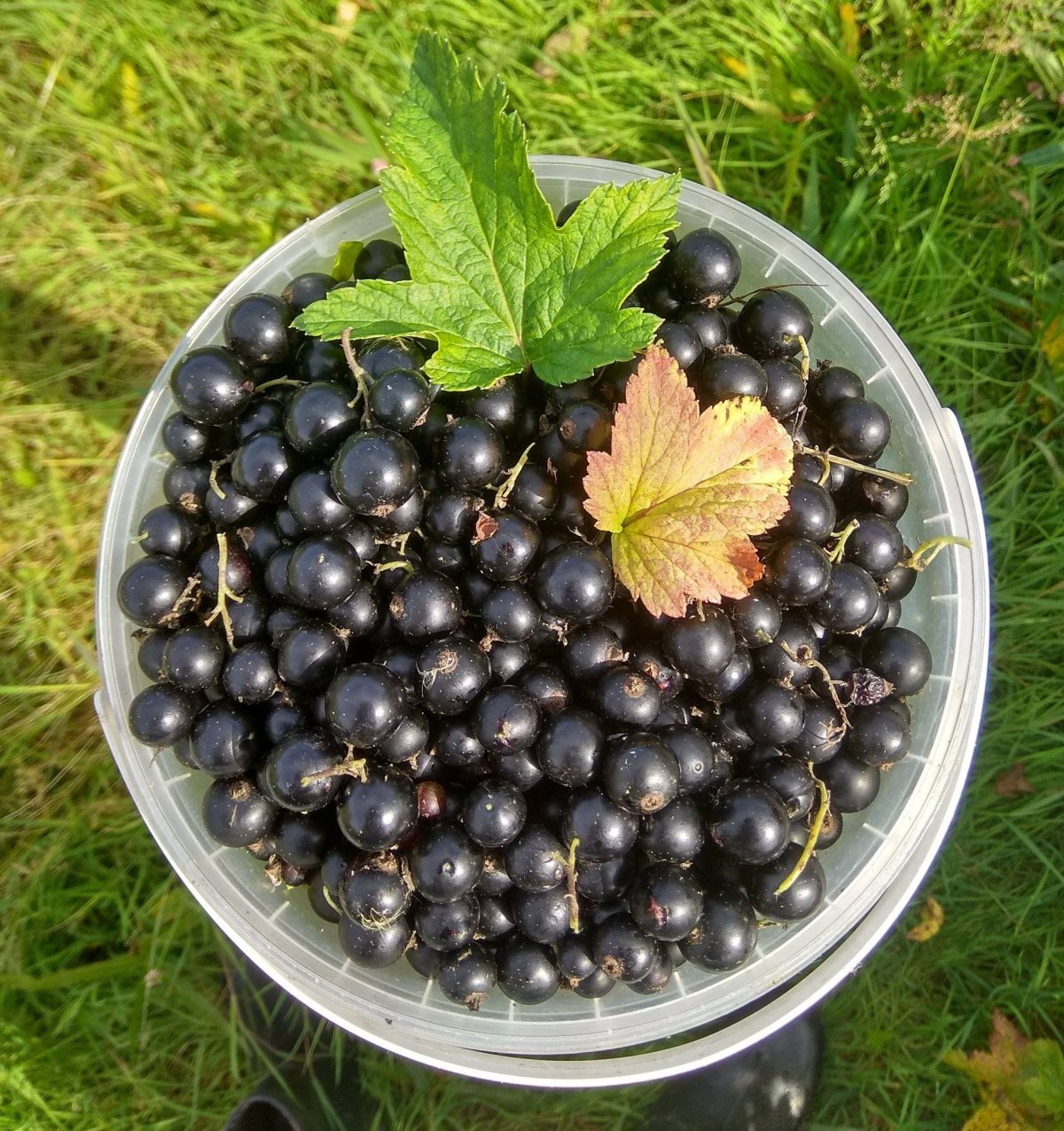 Смородина черная Юбилейная Копаня