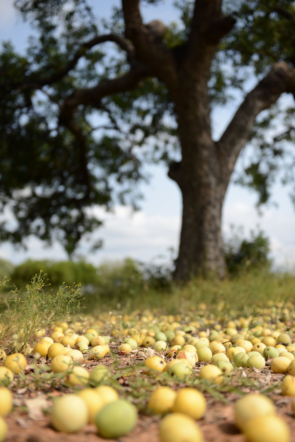 Марула (Marula)