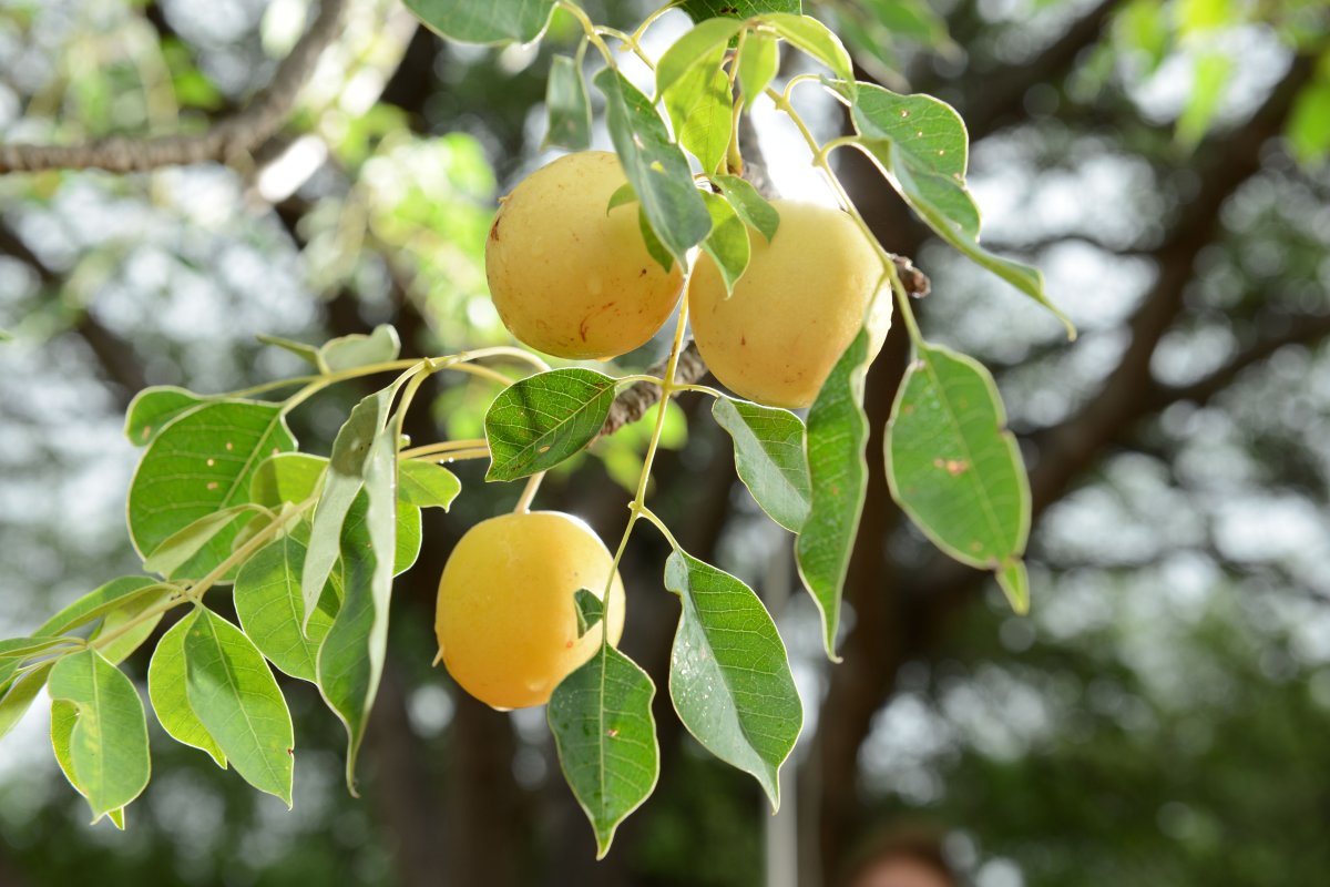 Марула Sclerocarya birrea