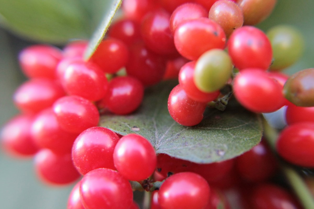 Redberry ягода
