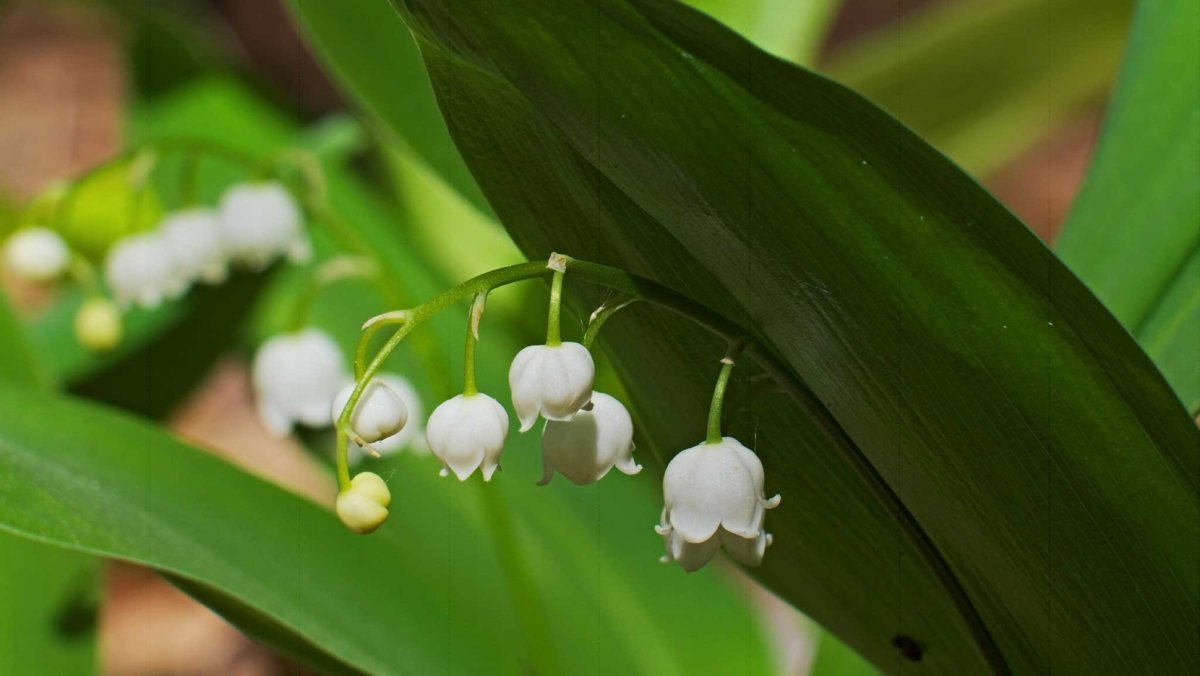 Convallaria Majalis плоды
