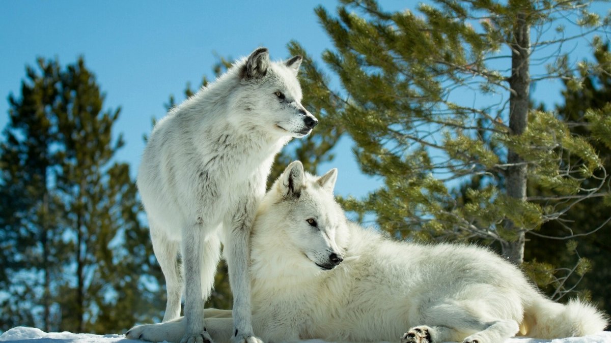 Волк обыкновенный (canis Lupus)