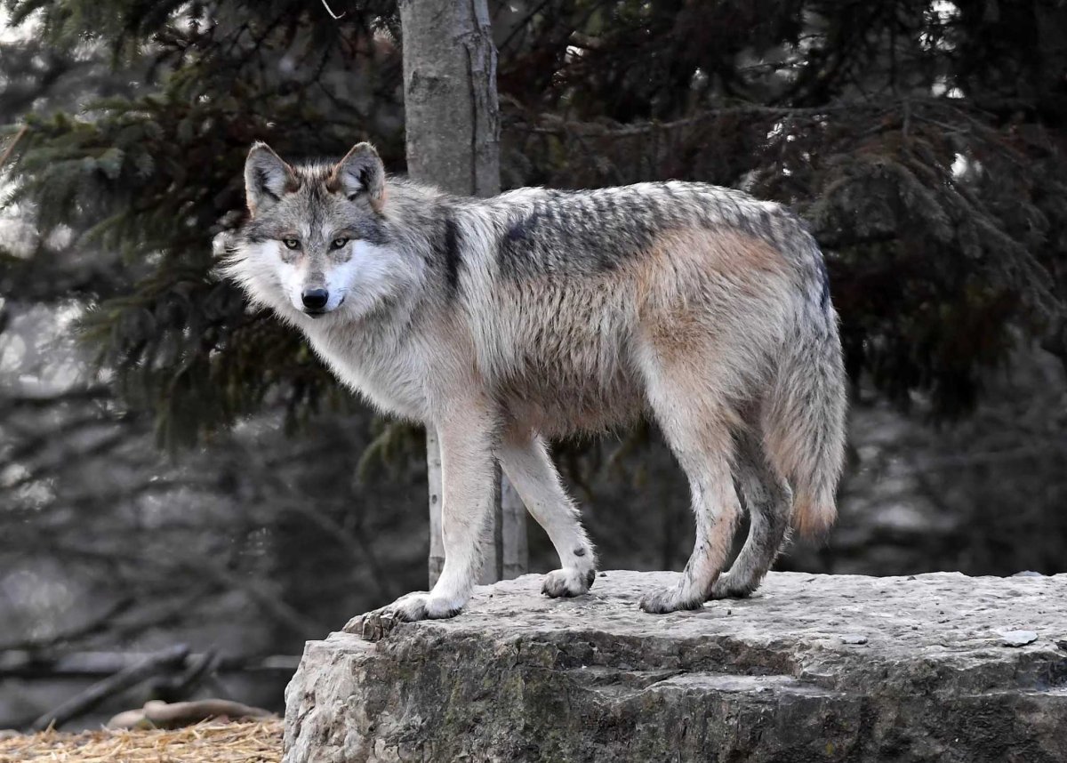 Кенайский волк canis Lupus alces
