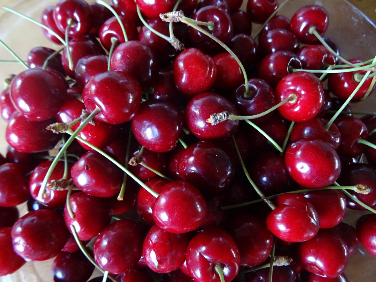 Вишня "Red Cherry"