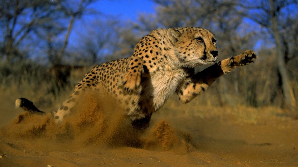Гепард Cheetah 1989